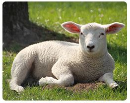 Wool dryer balls Sustainable Wool Balls